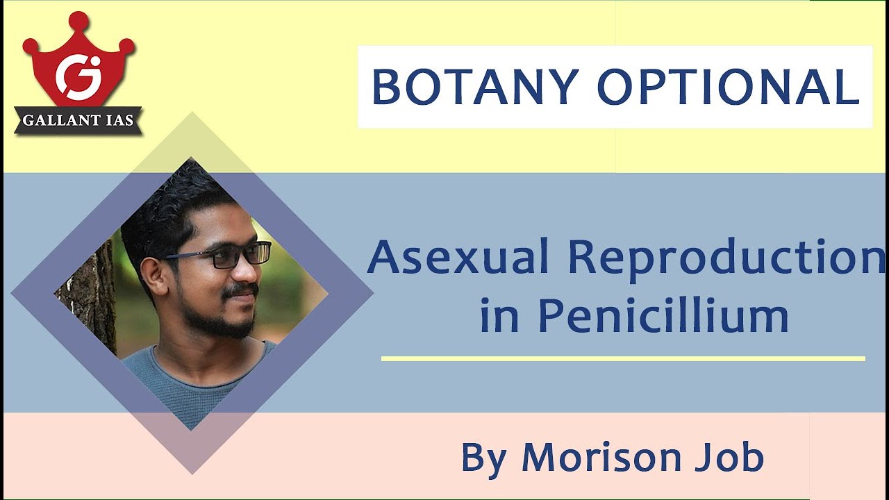 Asexual Reproduction in Penicillium | Botany Optional | Gallant IAS