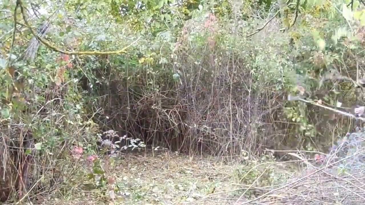 D&eacute;broussaillage difficile terrain friche ronciers jardinage entreprise fauchage ticket cesu