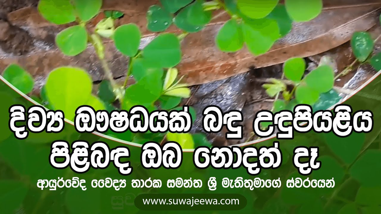 දිව්&zwj;ය ඖෂධයක් බඳු උඳුපියළිය පිළිබඳ ඔබ නොදත් දෑ ආයුර්වේද වෛද්&zwj;ය තාරක සමන්ත ශ්&zwj;රී මැතිතුමාගේ ස්වරයෙන්