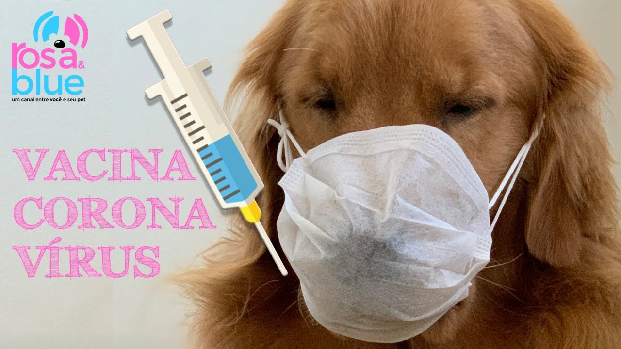 VACINA CORONA VÍRUS I GOLDEN RETRIEVER ROSAEBLUE