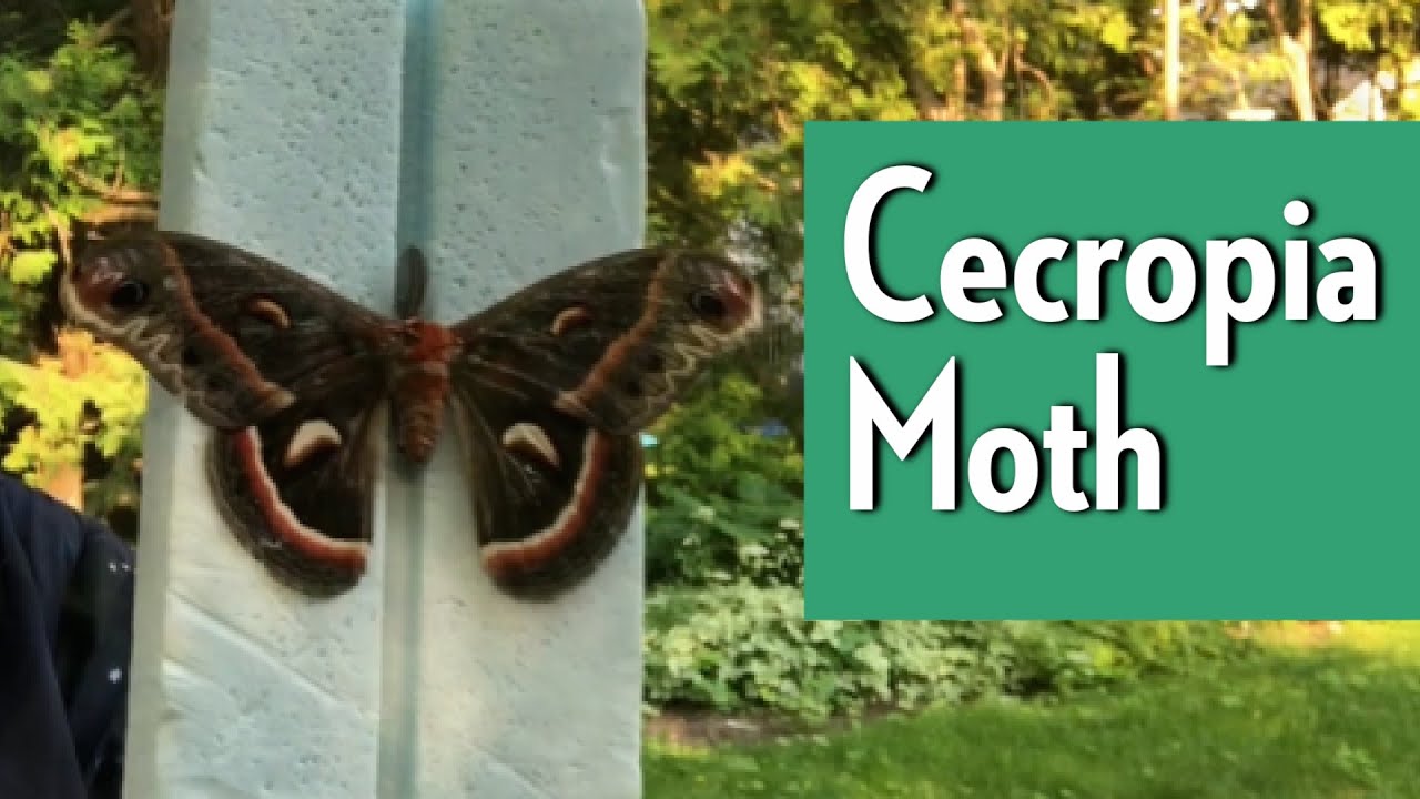 Cecropia moth - Wildlife of the Humber Arboretum