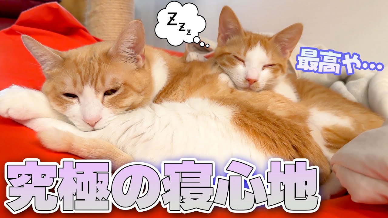 ついにロビンとの寝心地の良さに気づいてしまった子猫が目を覚まさなくなりましたwwww