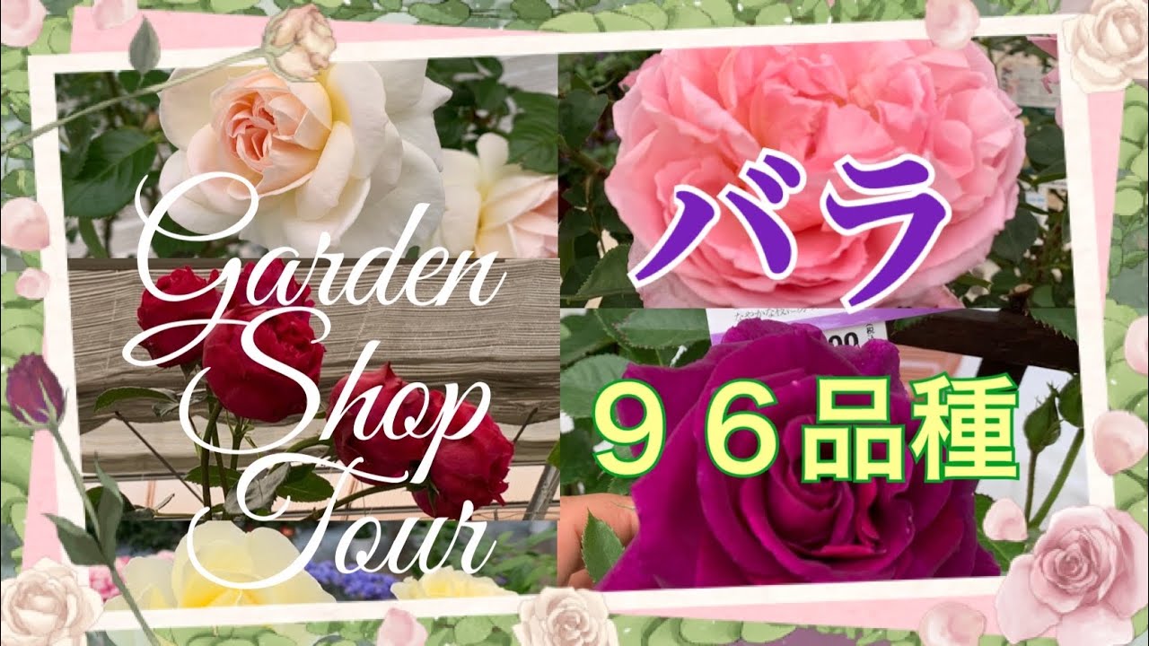 🌹【園芸店でバラを見る】
