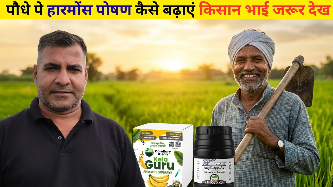 1632-Kisan karyashala किन्नु की फ़सल में. पोषण प्रबंधन और हार्मोन का महत्व #RahulJawan #mycorrhiza