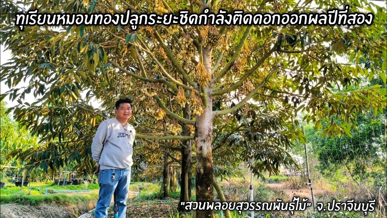 ทุเรียนหมอนทองปลูกระยะชิดกำลังติดดอกออกผลปีที่สอง 