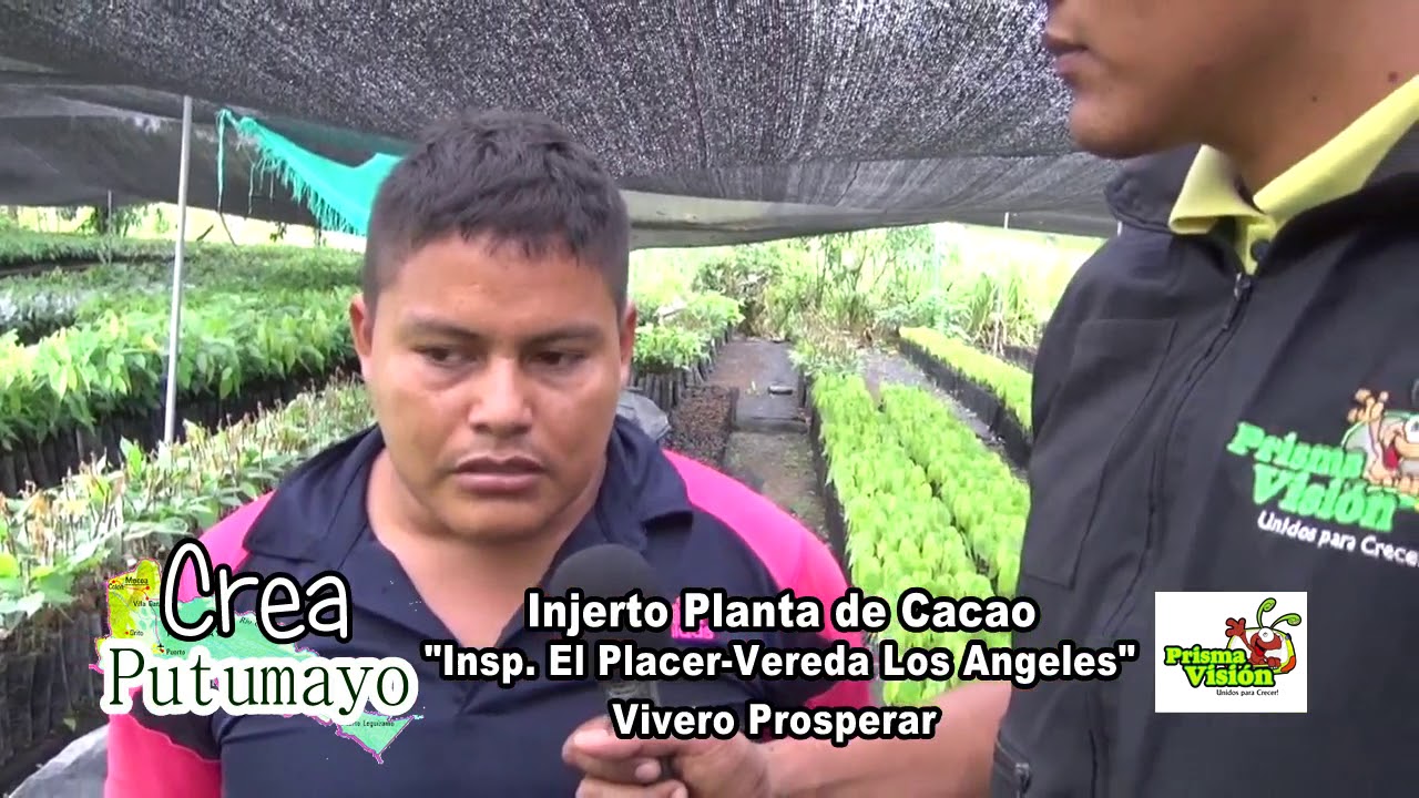 injerto plantulas de cacao