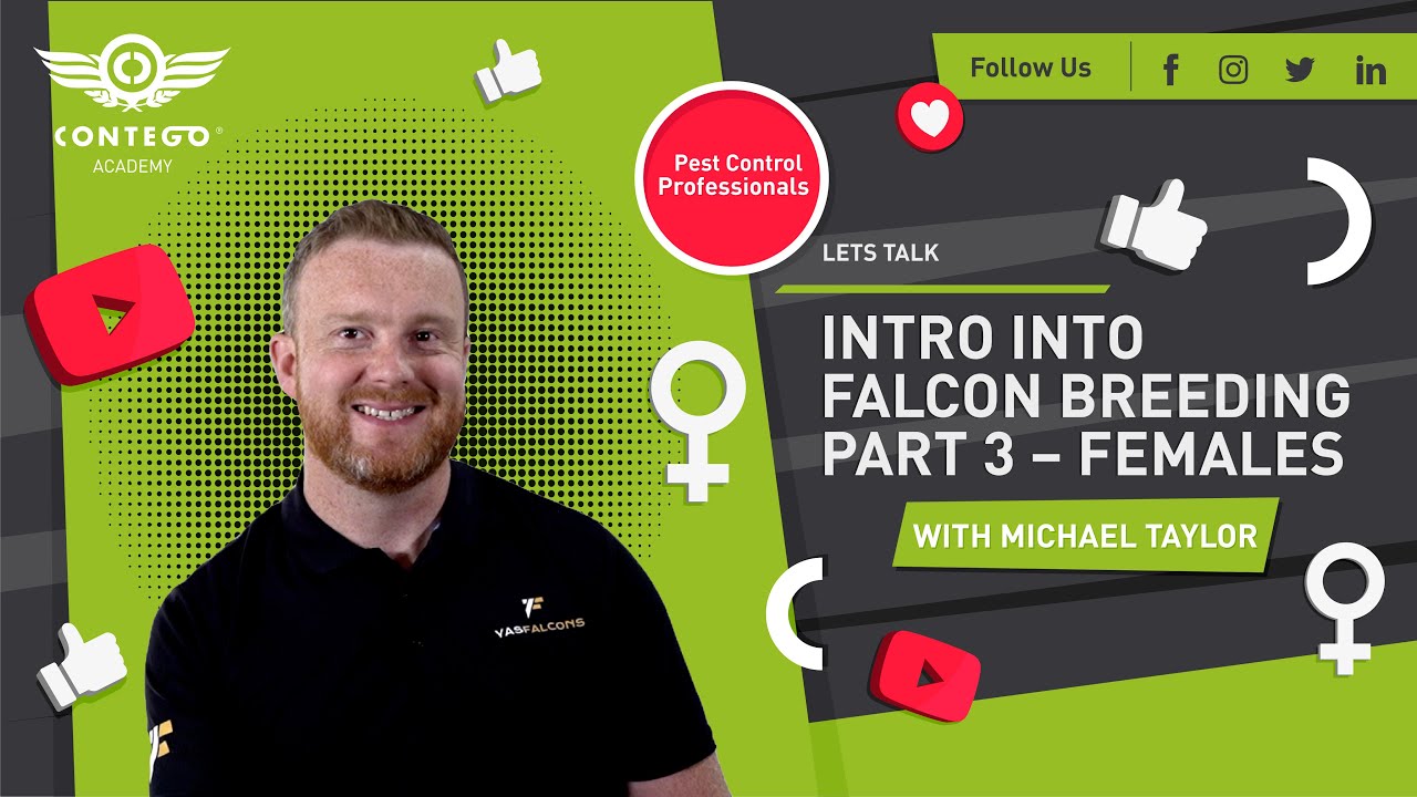 Falcon Breeding | Choosing the right female, artificial insemination, and eggs
