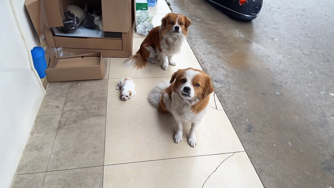 A Stray Dog Couple Gave Me Their Only Puppy, I Couldn’t Hold Back My Tears
