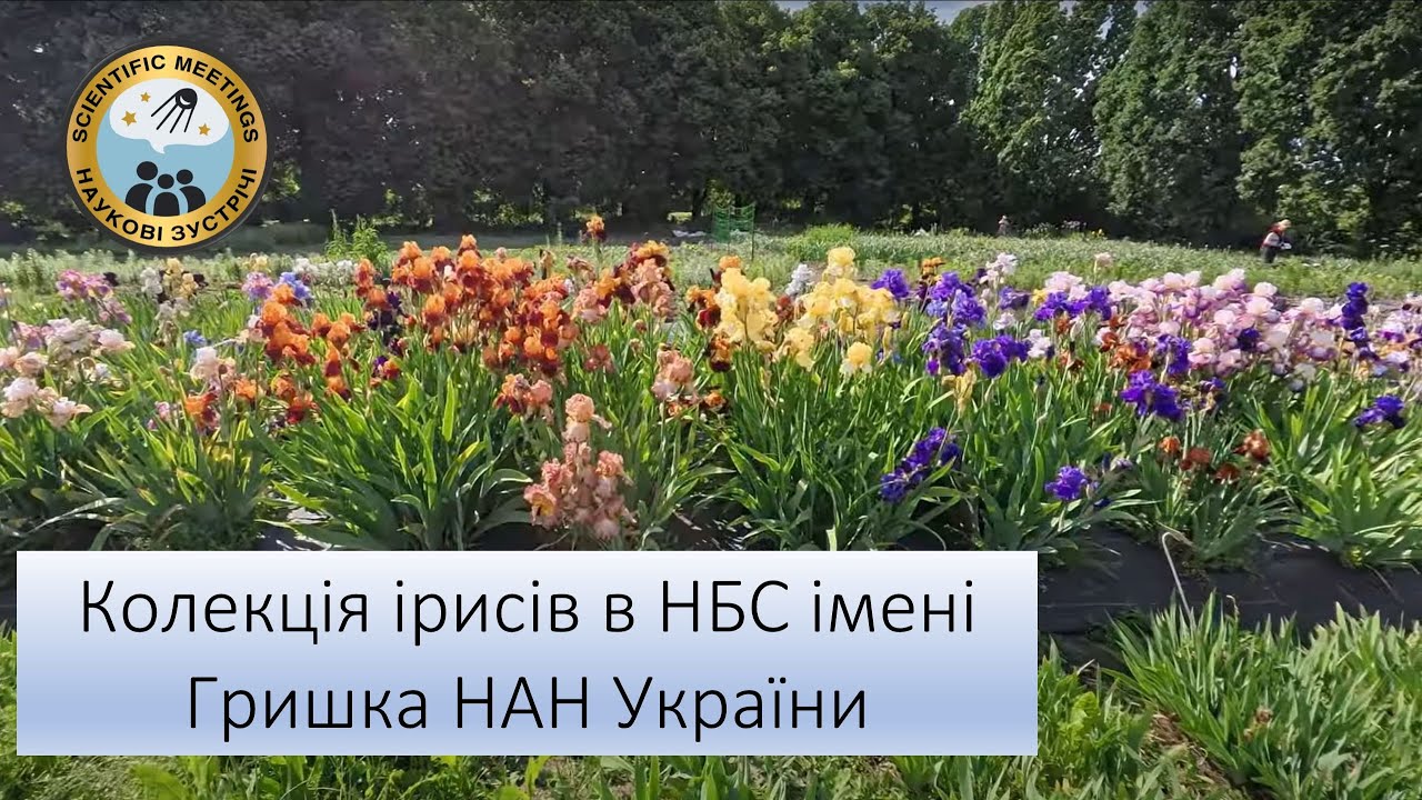 Колекція ірисів в Національному ботанічному саду імені М.М. Гришка НАН України