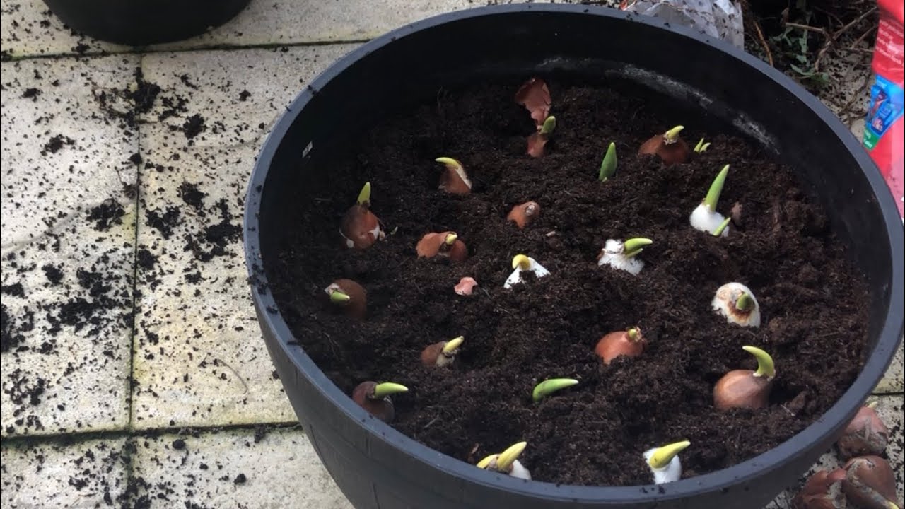 PLANTING TULIP BULBS IN MARCH / spring container / bulb planting