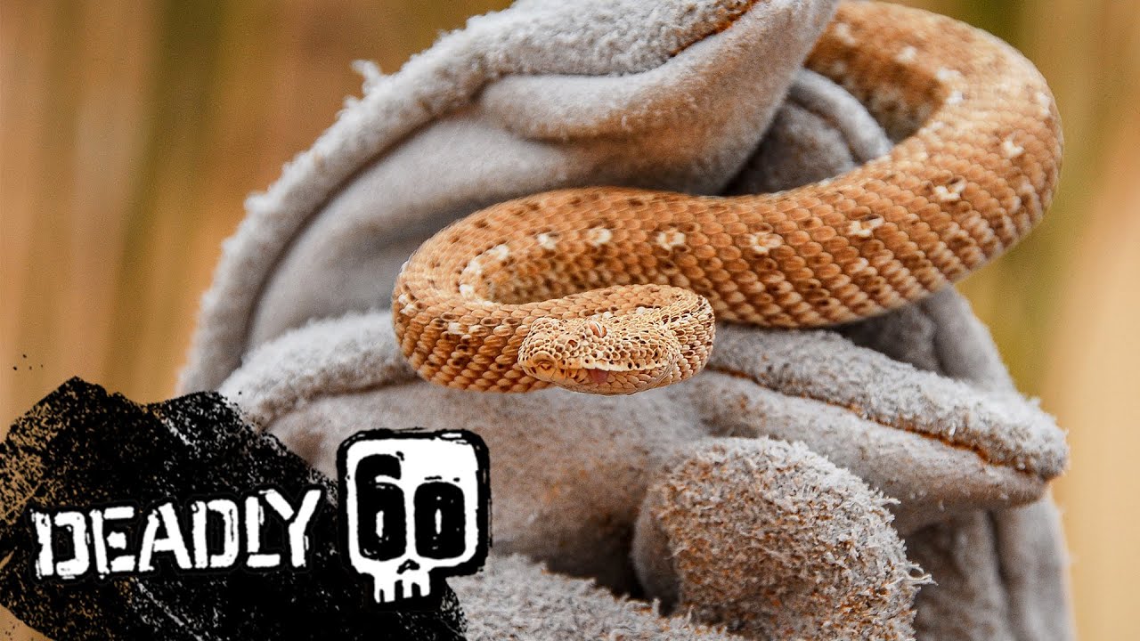 Sidewinder Snakes Weird Moves! | Deadly 60 | BBC Earth Kids