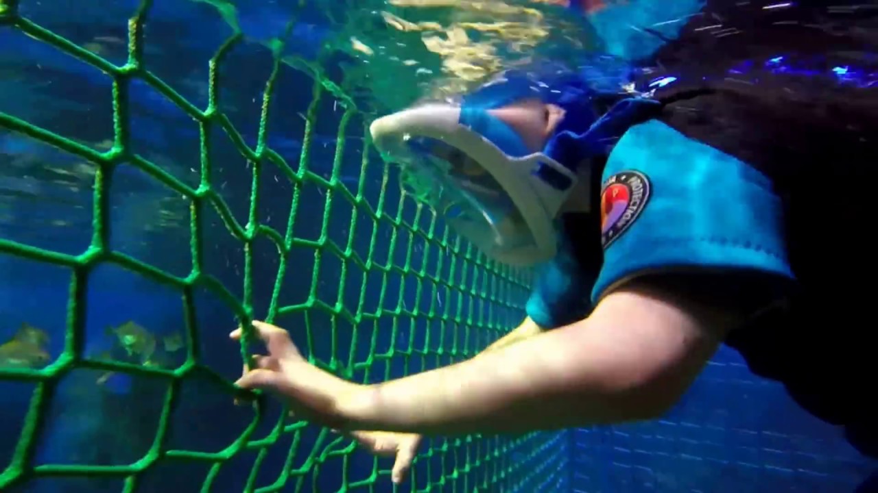 Snorkeling With Sharks - Sea Life Centre Blackpool