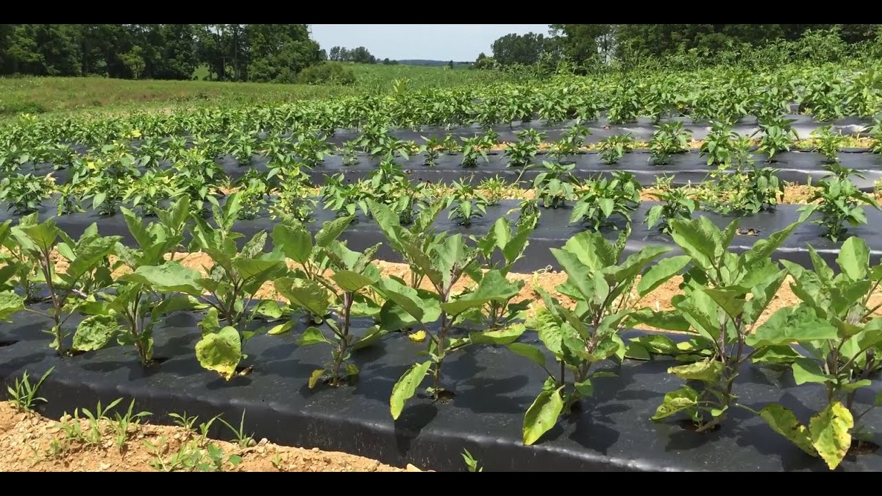 Using BASF’s compostable mulch films to save money and time after harvest