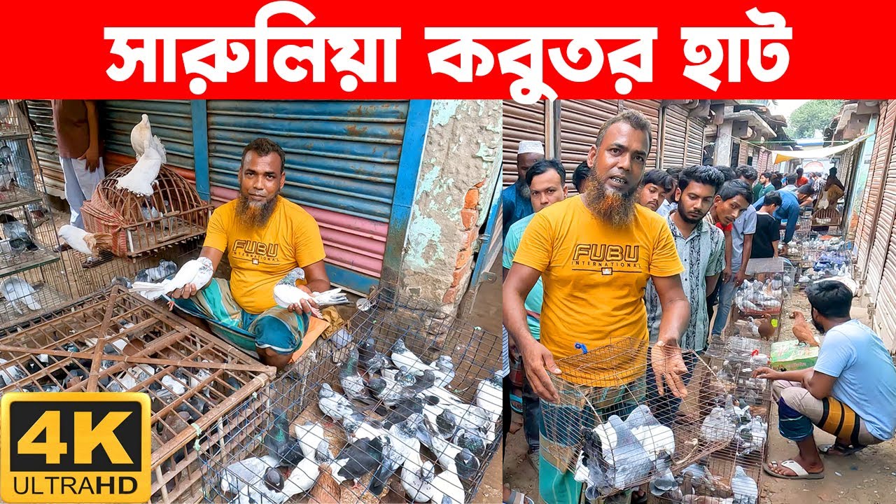 সারুলিয়া কবুতর হাট || today kobutor hat 2025 || pigeon market bd || Saroliya kobutor hat
