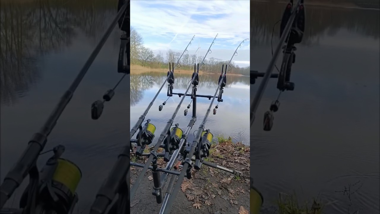 GOOD carp run😍🔥 #carpfishing
