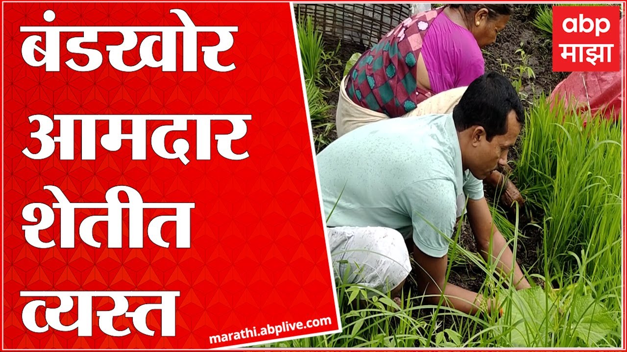 Shriniwas vanga Farming : बंडखोर आमदार श्रीनिवास वनगा भात लावणीच्या कामात व्यस्त Palghar ABP Majha
