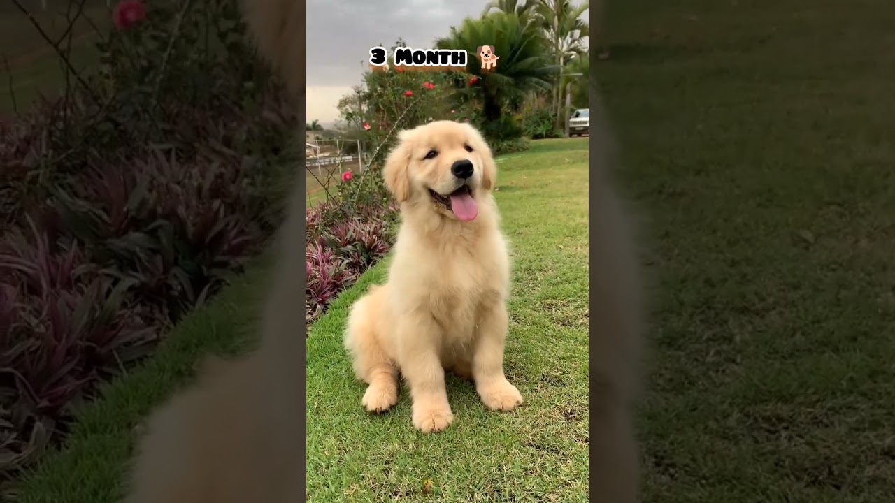 20 days to One Year golden retriever transformation #feed#transformation #love #cute #pets#dog#pets