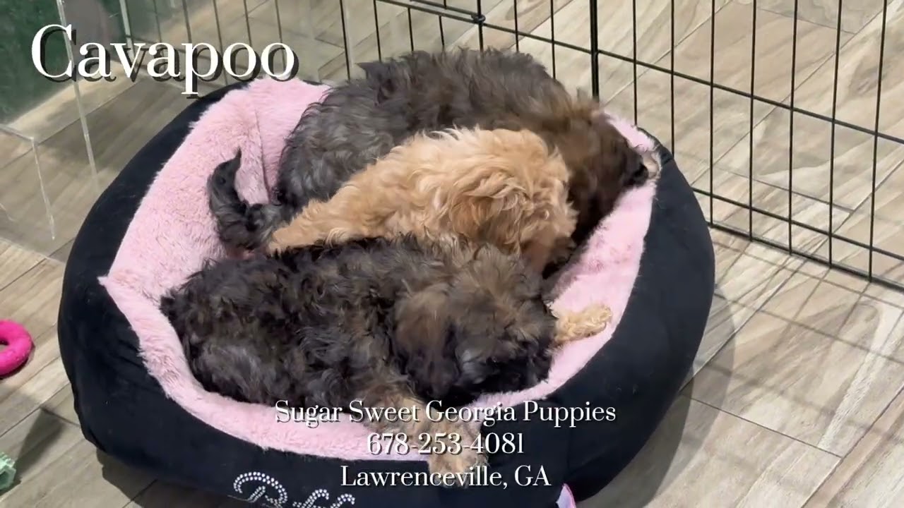 Puppies For Sale Yorkies, Poodles, Maltipoo, Cavapoo, Shih Tzu, Pomeranians and MORE!