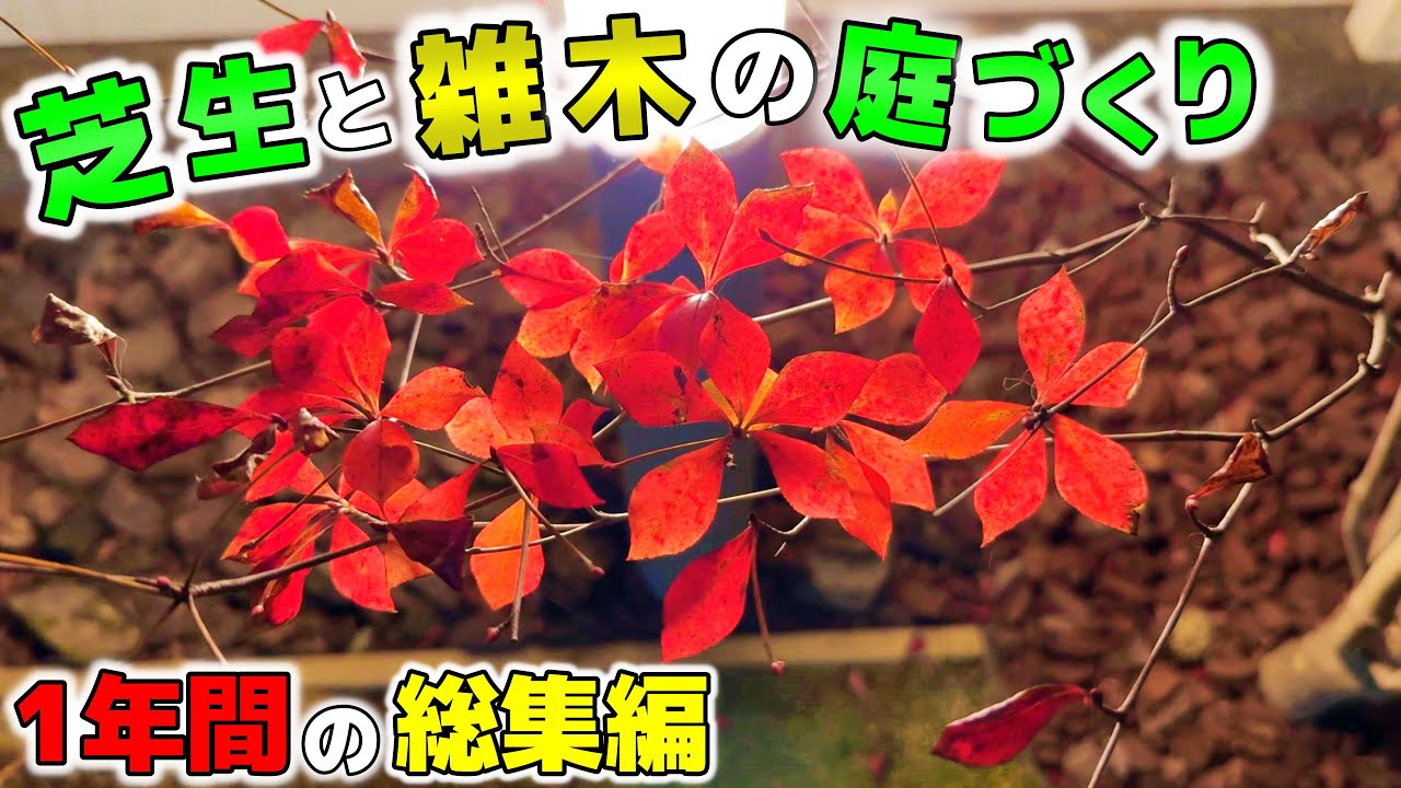 【芝生と雑木の庭】自然樹形のドウダンツツジの365日の変化