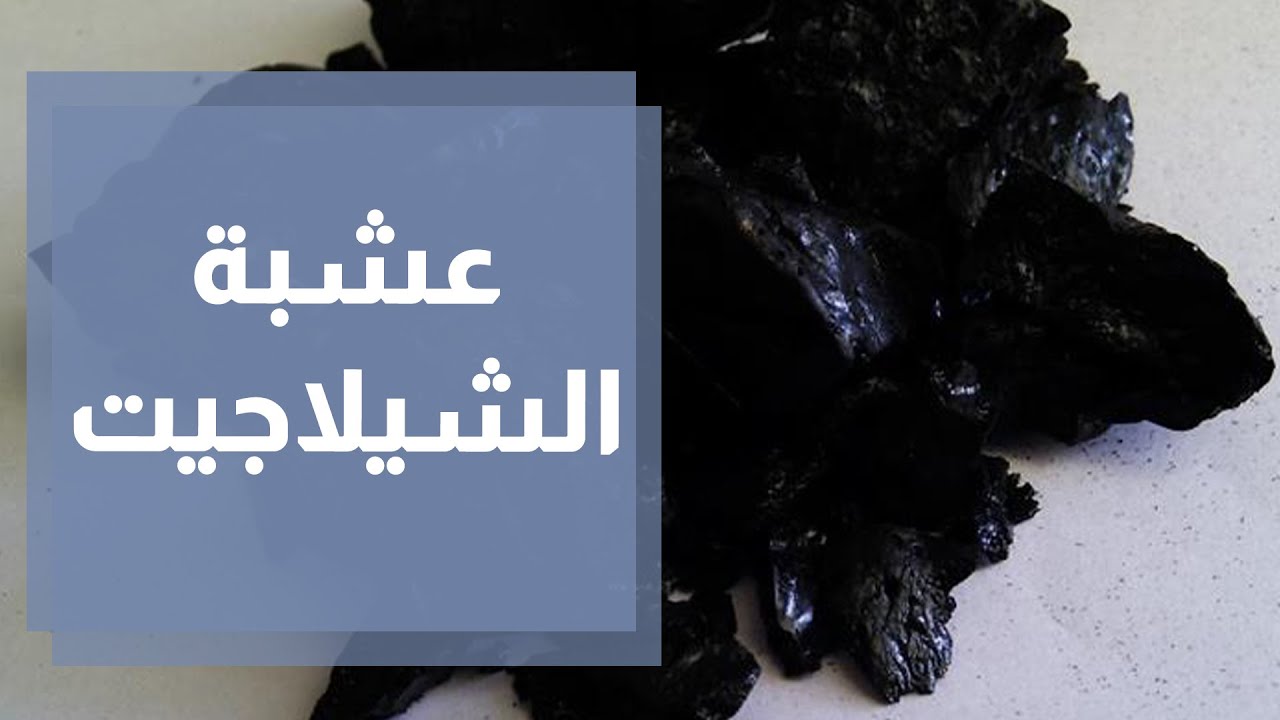 عشبة الشيلاجيت الفوائد والأضرار