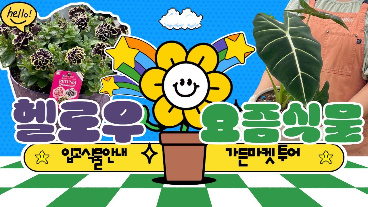 헬로우가든마켓이 소개하는 6월 요즘식물! 알로카시아, 칼라디움, 여름식물키우기