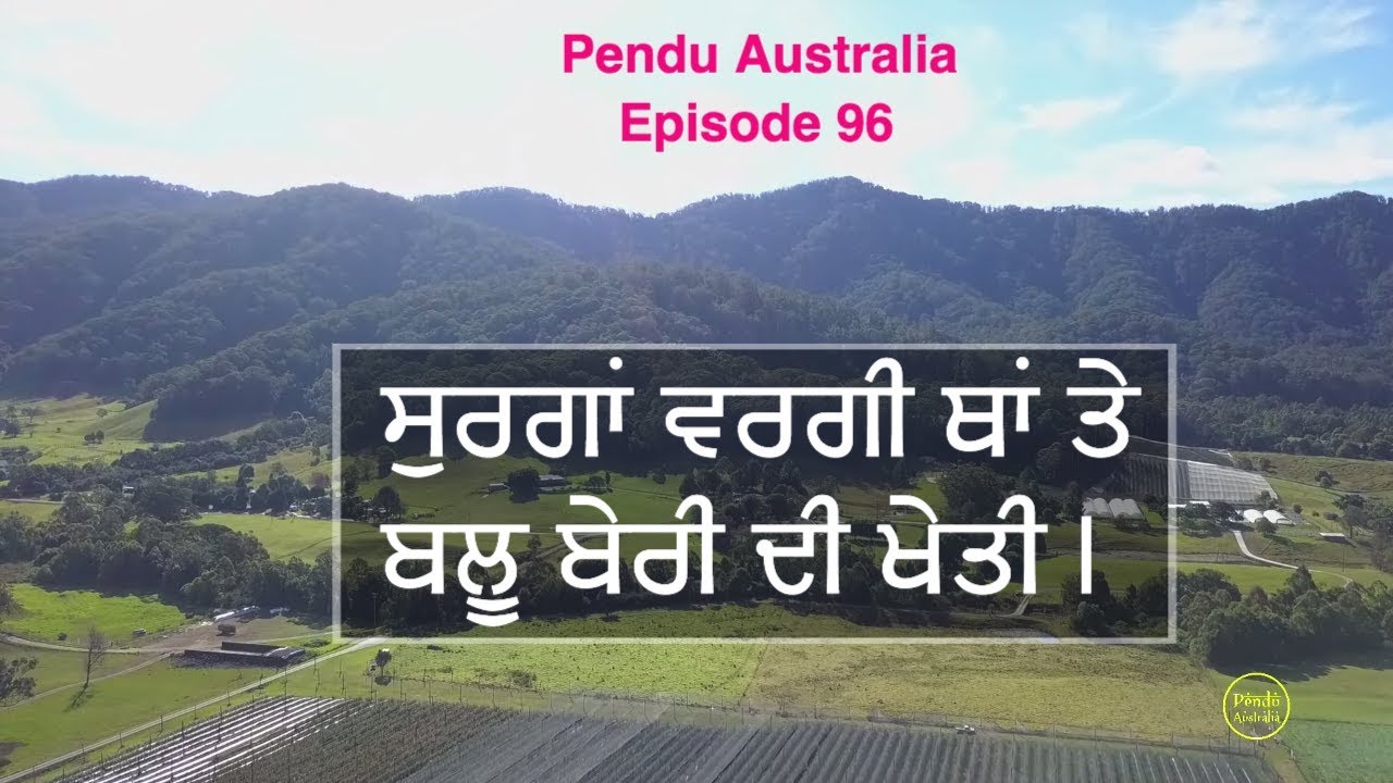 Pendu Australia Episode 96 | Mintu Brar | Blue Berry Farming | Punjabi Travel Show