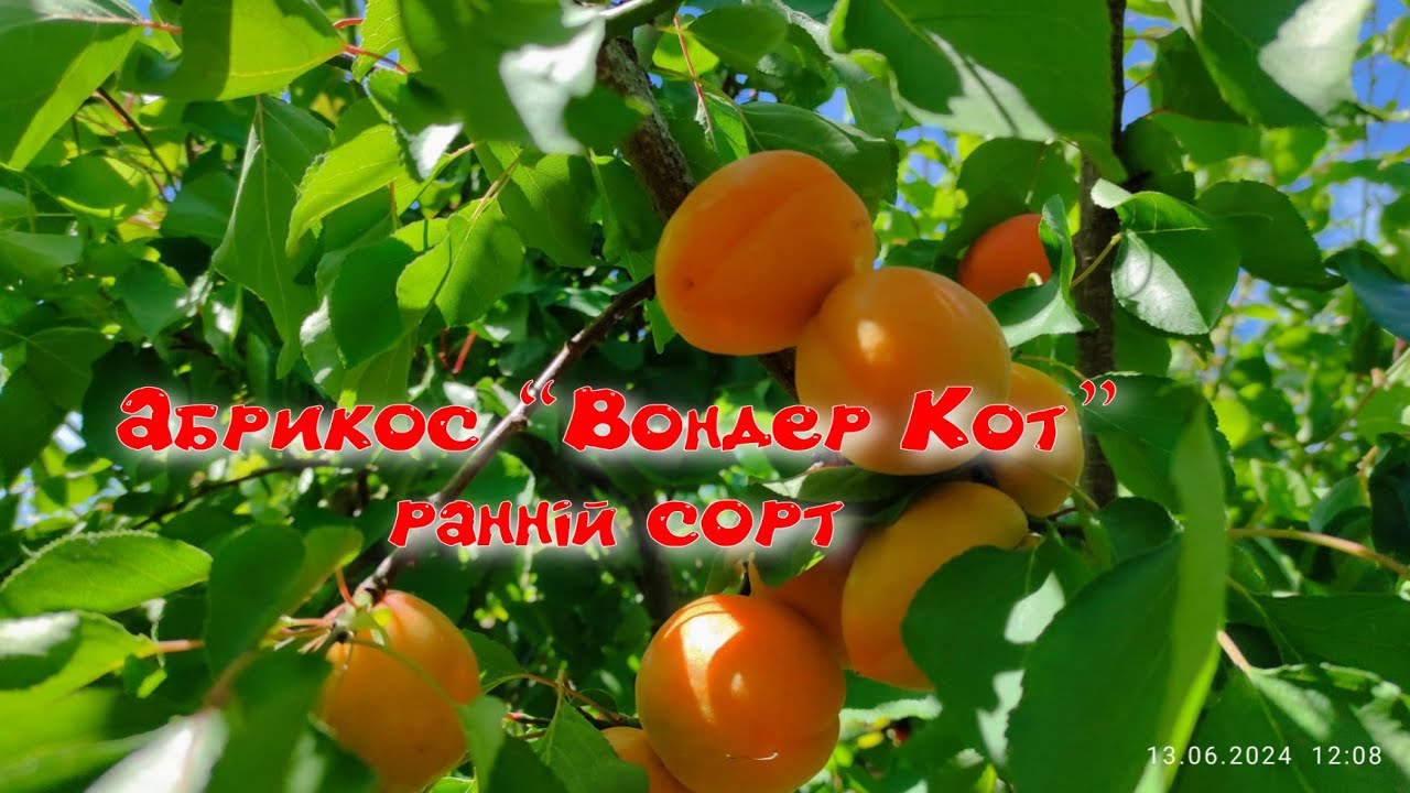 Абрикос 