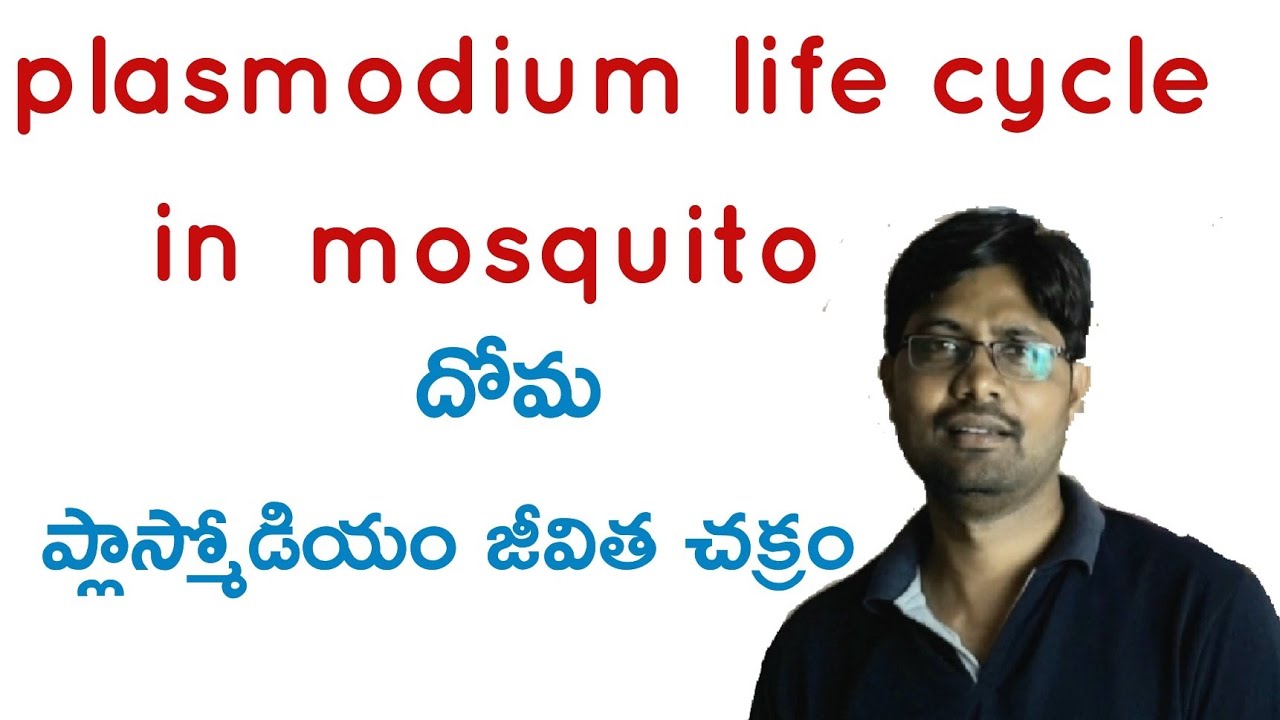 Plasmodium vivax life cycle in mosquito (EM&TM)