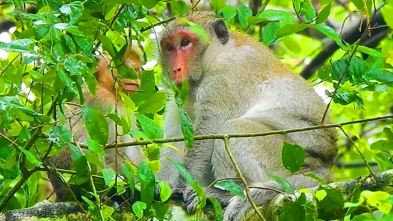 OMG! Jane Monkey Hurts Her Belly So Much During Jody Baby Asks Mom To Get Milk, Jane Monkey Pregnant