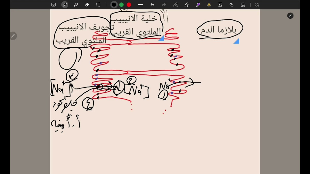 إعادة الامتصاص الانتقائي 