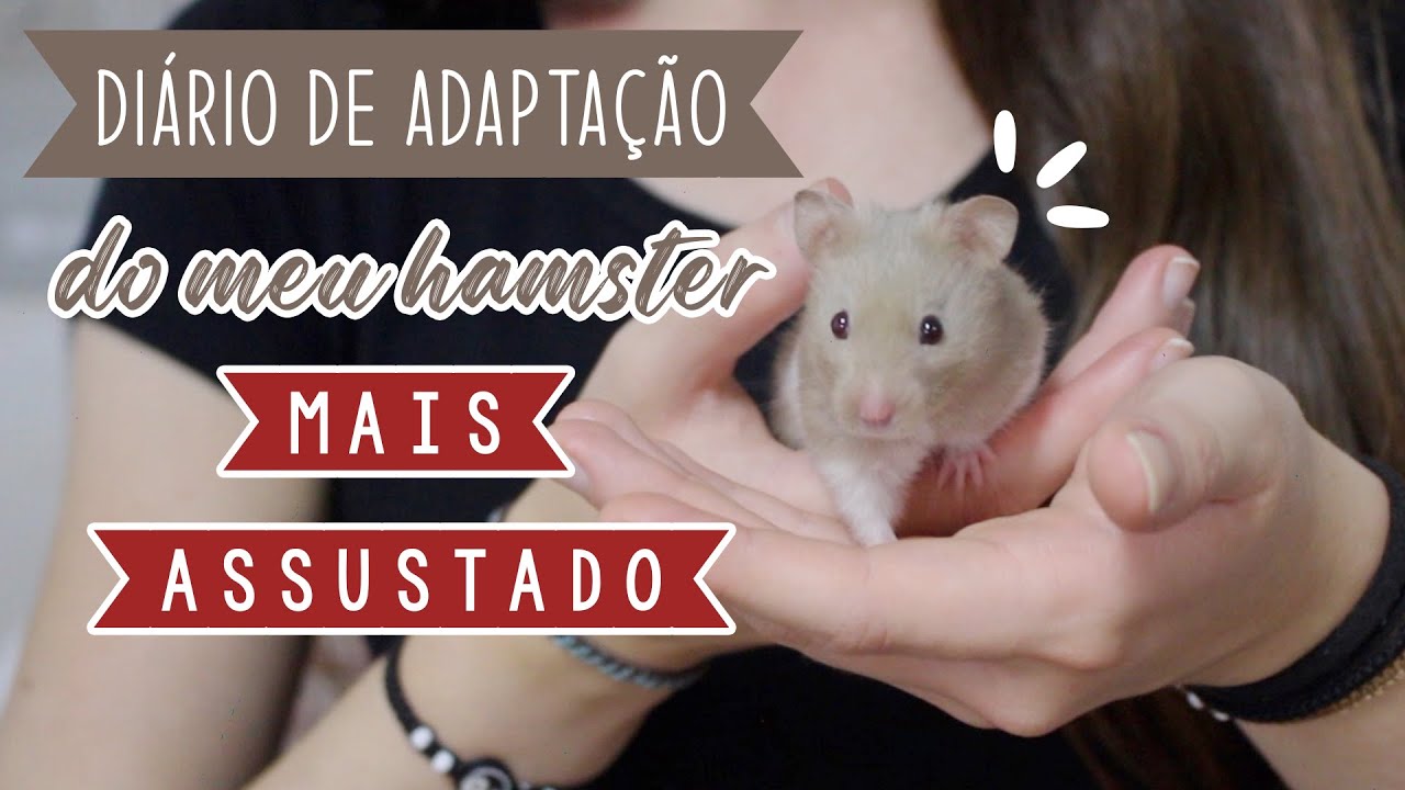 Amansando o hamster mais assustado que já tive!