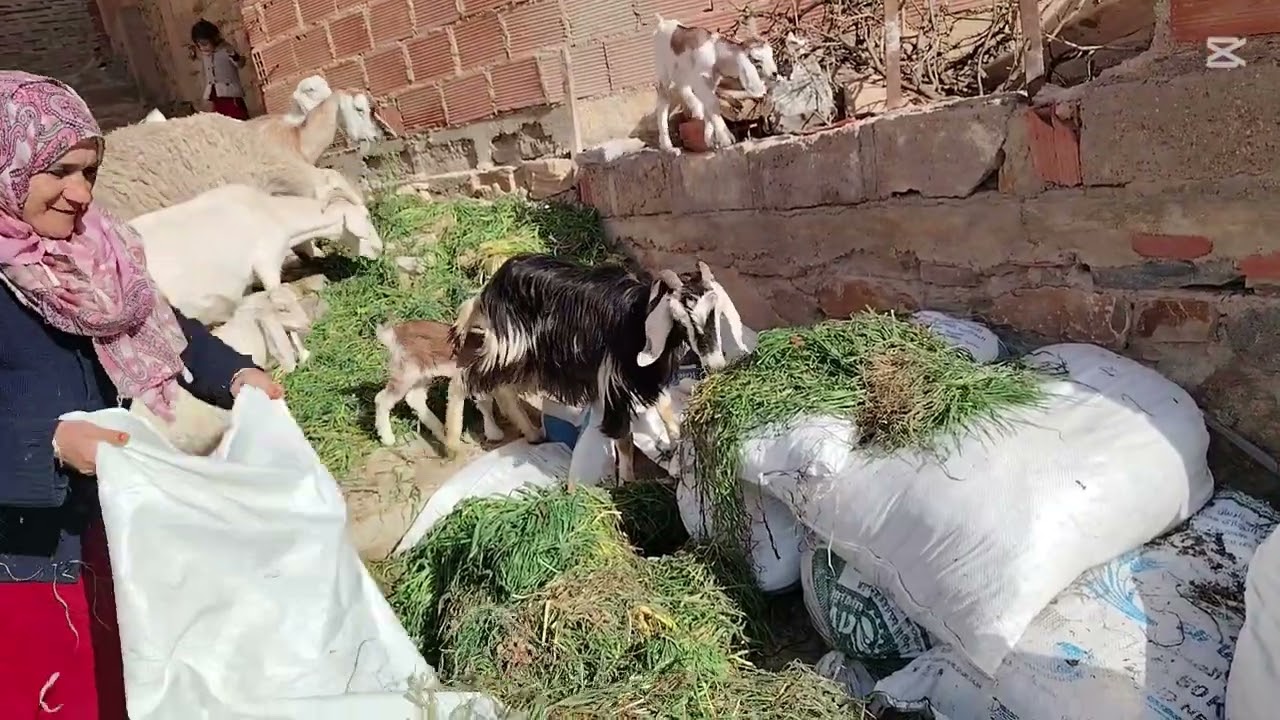 العمل عبادة و رمضان شهر العبادة..صباحية مباركة معي انا و المعزات..وختامها تحضير طاولة إفطار متواضعة😋