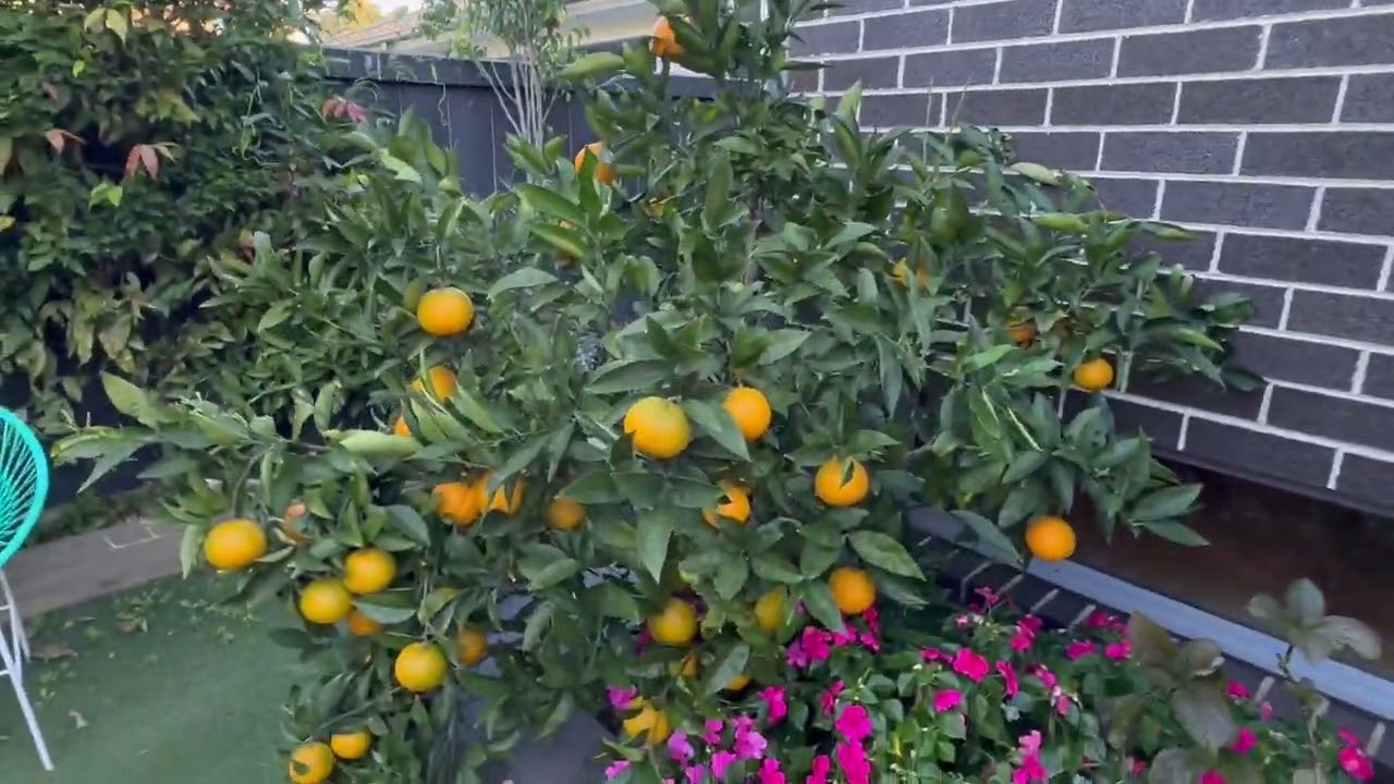 My backyard - citrus