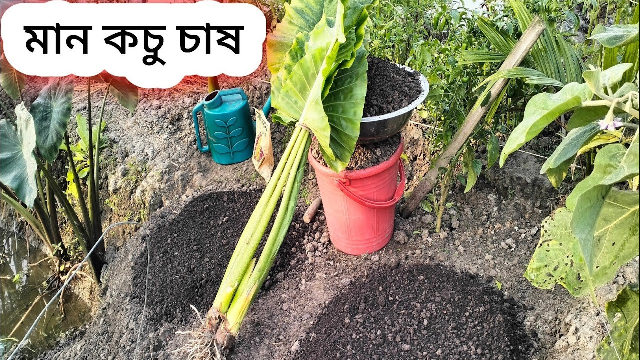 মান কচু চাষ।।kacu cāṣa।।