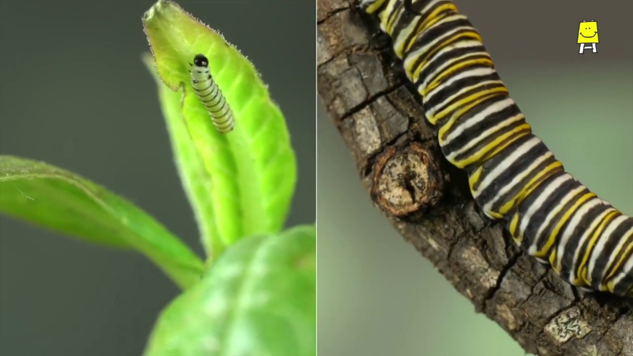 Lifecycle of Insects(Hindi) I कीटों का जीवनचक्र