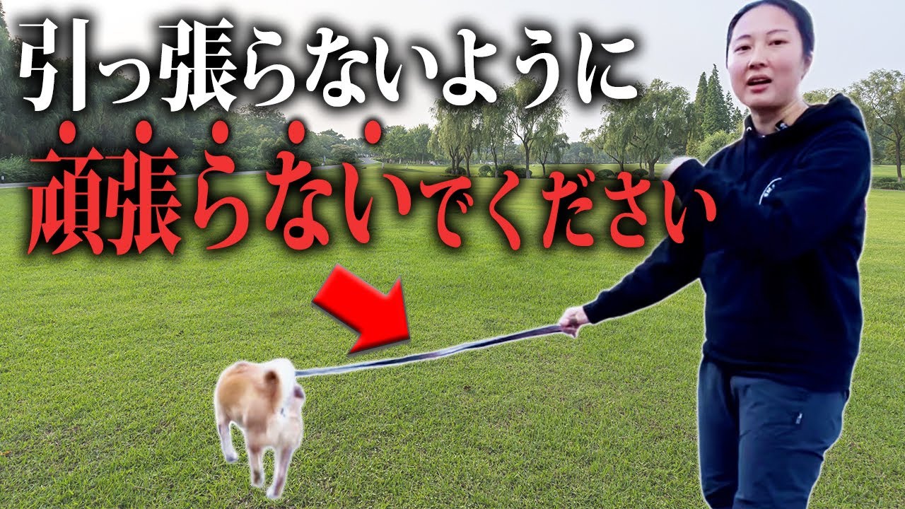 【綱引きNG】お散歩中の引っ張りや興奮、吠えには“あえて緩める”のがポイント！