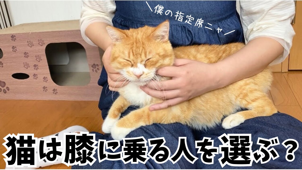 なぜか猫が膝に乗ってくる人の特徴