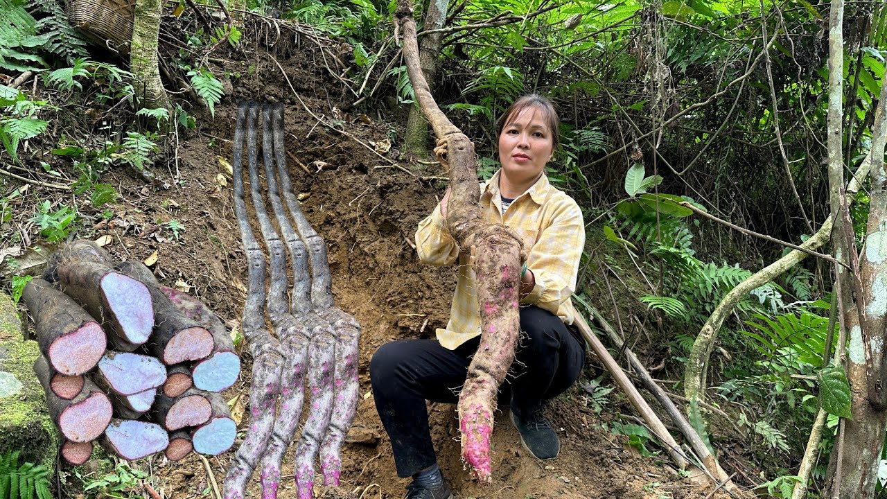Harvesting giant yams goes to market sell, farm animal care | Farm Life 