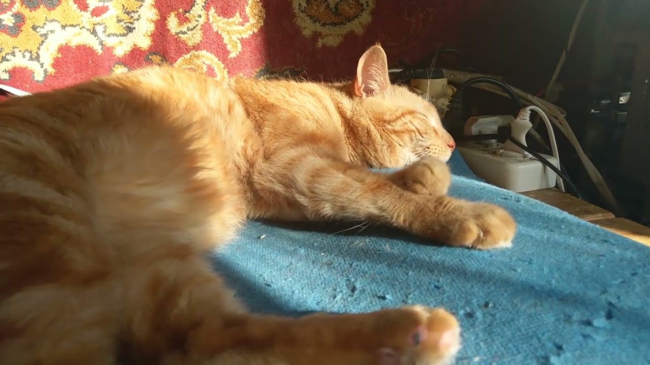 Good Morning Our Dear Cat Today is Friday morning March 13, 2026 A Beautiful Day