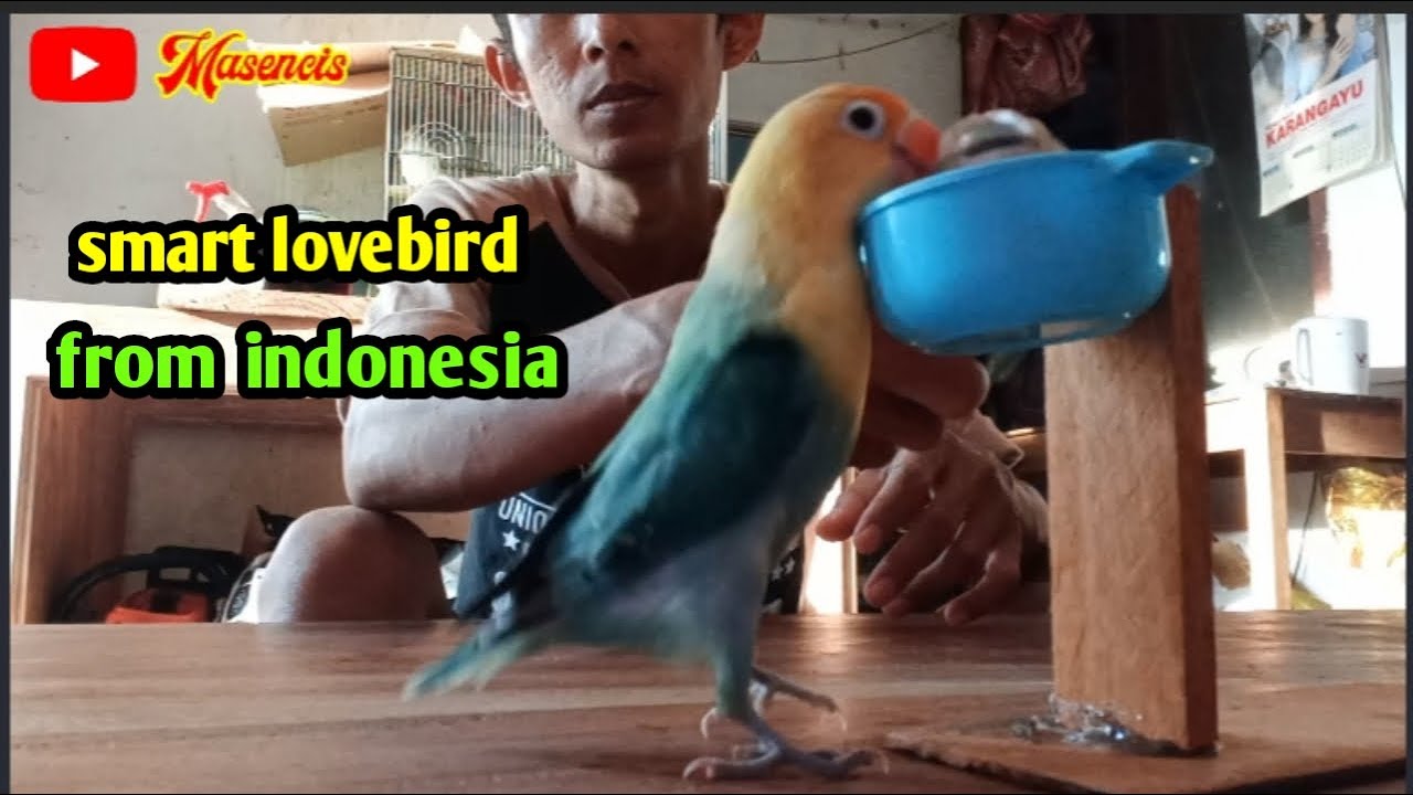 what a smart Lovebird does⁉️