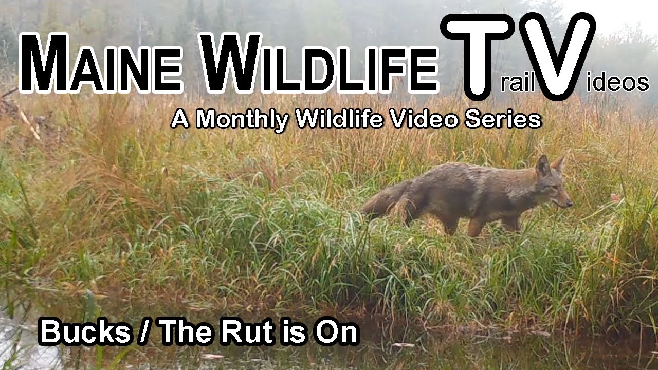 Maine Bucks/Rut is On/Coyotes/Maine Wildlife Trail Video - October 2023