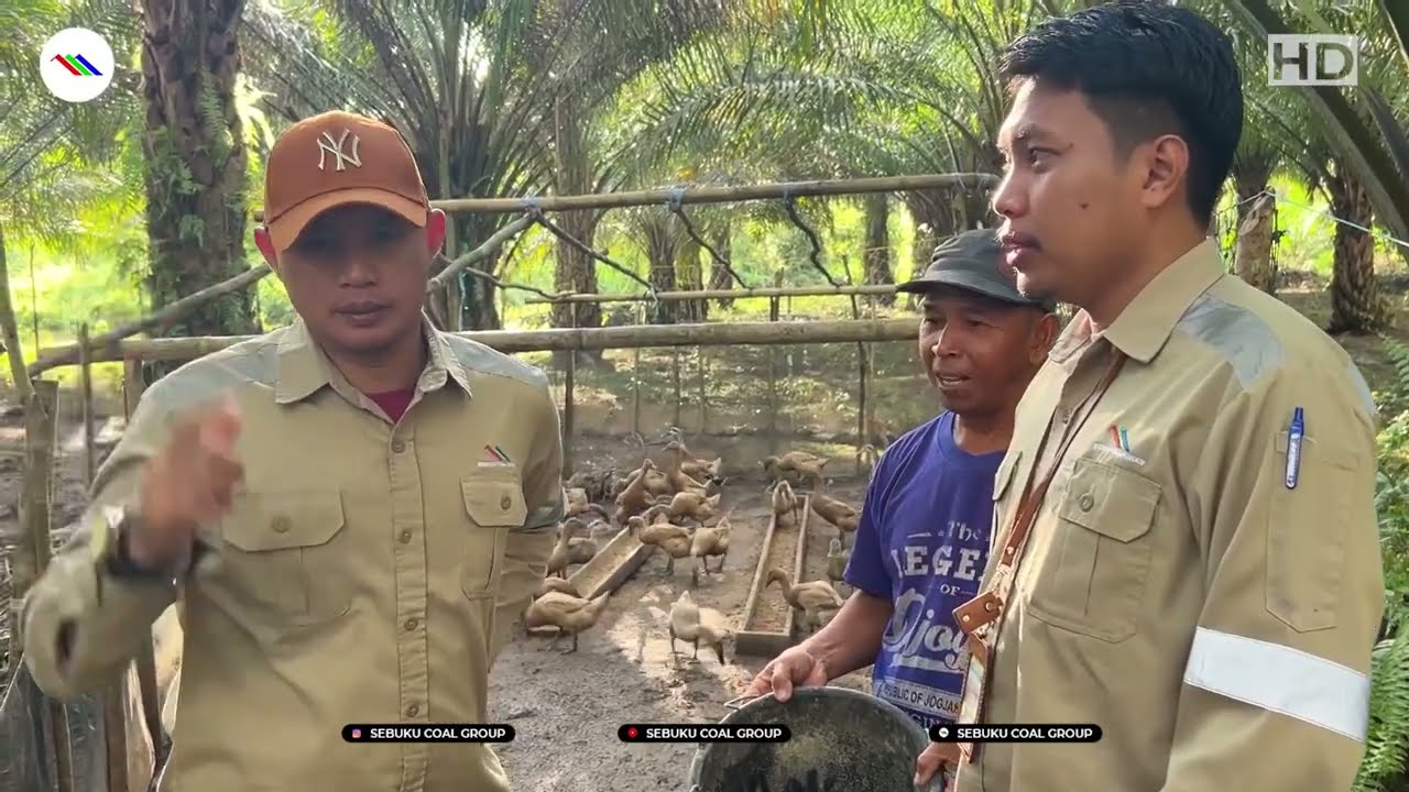 Vlog Panen Telur Bebek Kelompok Peternakan Bebek Petelur Binaan SCG di Desa Selaru