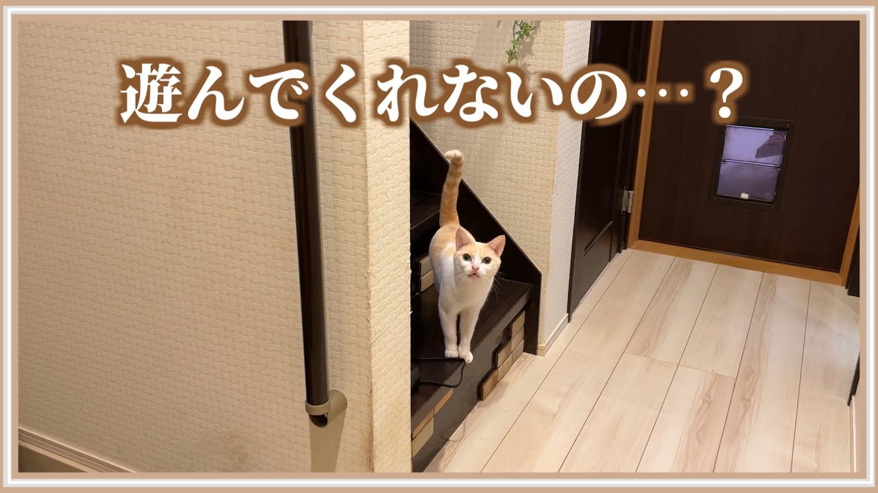 猫の遊びたいアピールを無視し続けたらこうなりました