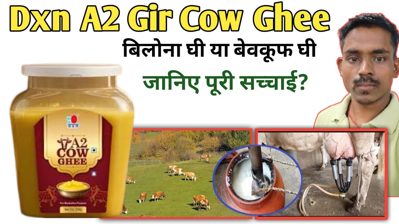 Dxn A2 Gir Cow Ghee । क्या सच में बिलौना विधि से तैयार है या बेवकूफ बना रही है। आखिर क्या है सच्चाई