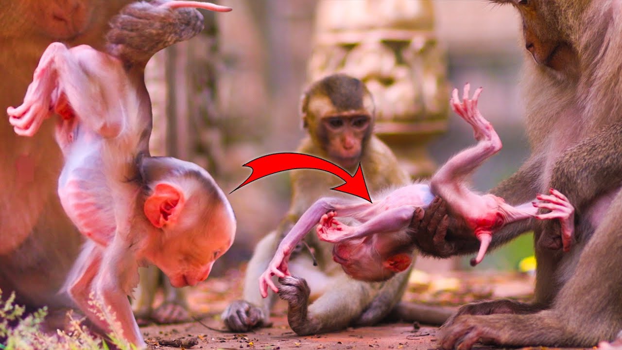 So Precious! Pinka's Tender Care for Newborn Baby During First Walk