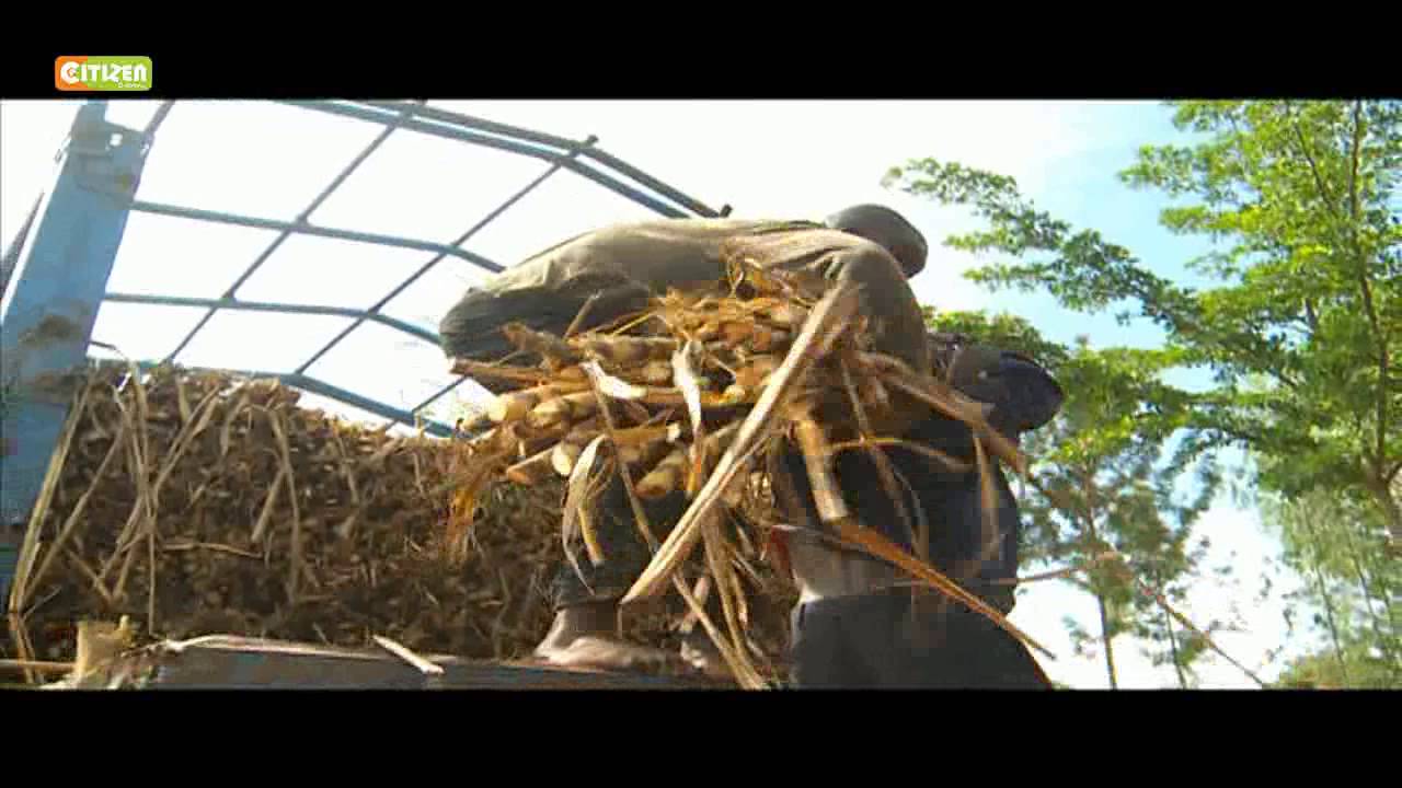 Smart Farm - Jaggery (Sukari Nguru)