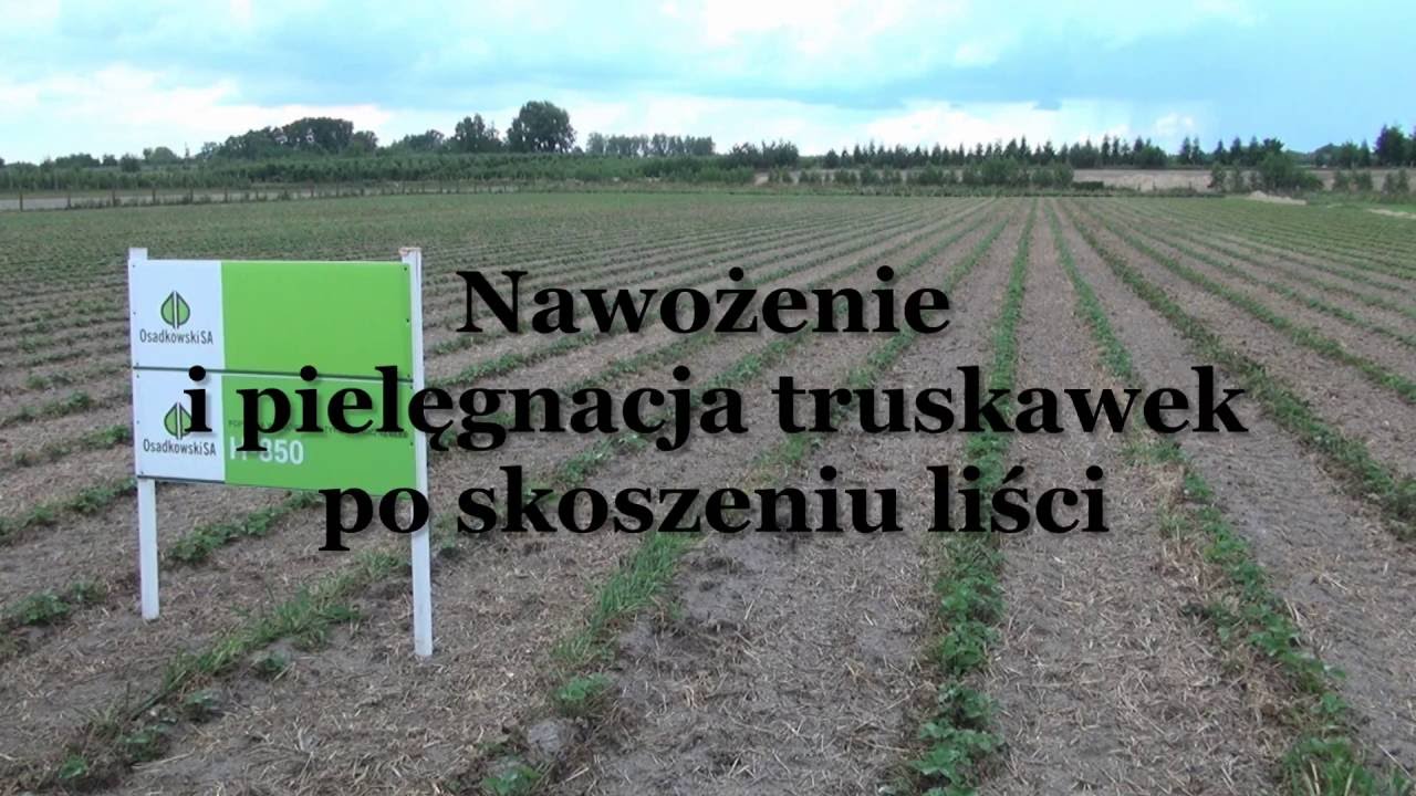 Nawożenie i pielęgnacja truskawek po skoszeniu liści