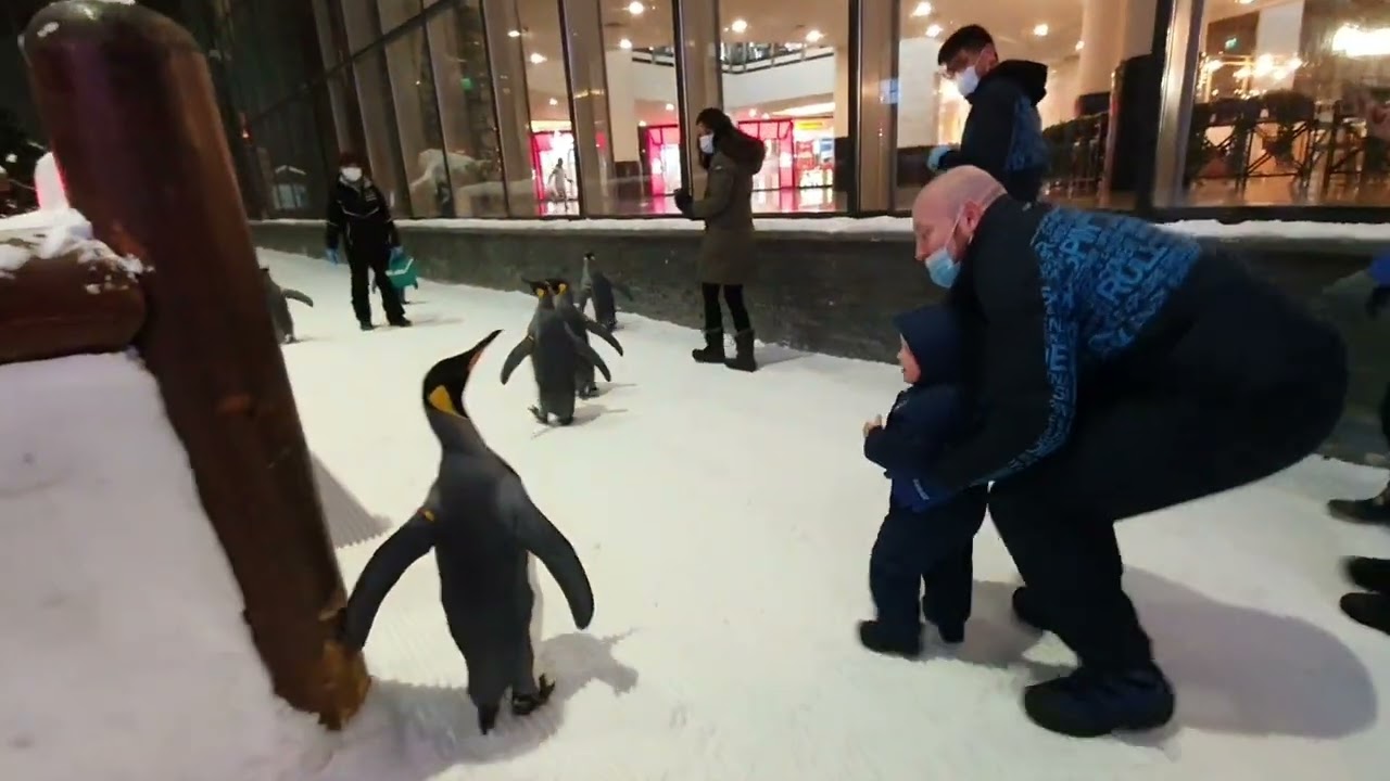 Breakfast with penguins in Mall of Emirates, Ski Dubai