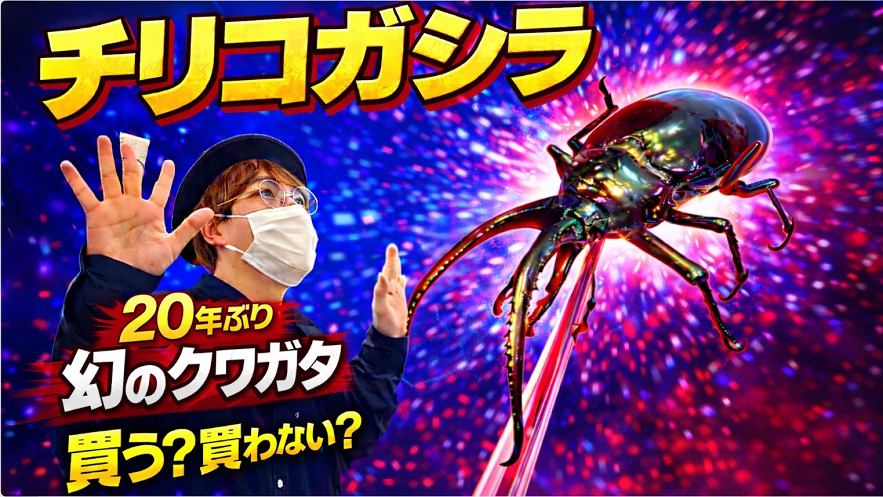 【幻のクワガタ】20年ぶりの輸入で大騒ぎ！チリコガシラクワガタついに日本に再来！