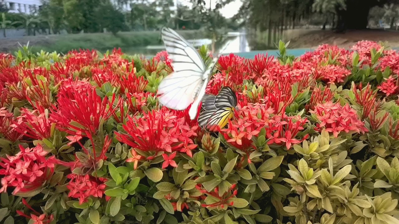 Huawei P40 Pro Super slow 960 FPS
